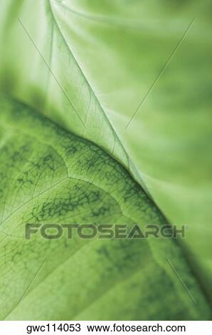 Close-up of leaves View Large Photo Image Stock Image - Close-up of leaves. Fotosearch