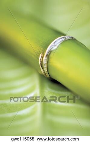 Close-up of a bamboo shoot View Large Photo Image Stock Photo - Close-up of a bamboo shoot. Fotosearch