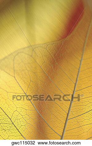 Stock Image - Close-up of a dried pipal leaf vein. Fotosearch