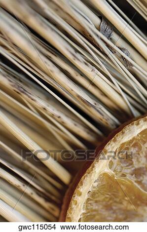 Close-up of a dried slice of lemon View Large Photo Image Picture - Close-up of a dried slice of lemon. Fotosearch