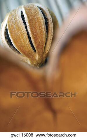 Stock Photo - Close-up of a dry fruit. Fotosearch