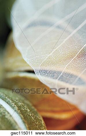 Close-up of a leaf vein View Large Photo Image Stock Image - Close-up of a leaf vein. Fotosearch