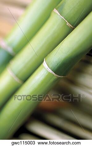 Close-up of bamboo shoot View Large Photo Image Stock Image - Close-up of bamboo shoot. Fotosearch