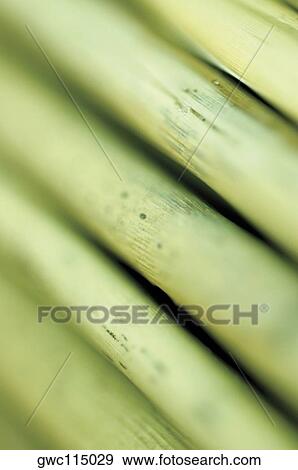 Close-up of bamboo shoots View Large Photo Image Stock Photo - Close-up of bamboo shoots. Fotosearch