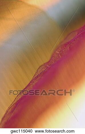 Close-up of dried leaves View Large Photo Image Stock Image - Close-up of dried leaves. Fotosearch
