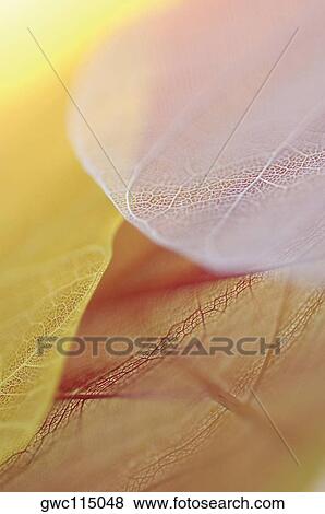 Close-up of dried leaves View Large Photo Image Stock Photo - Close-up of dried leaves. Fotosearch