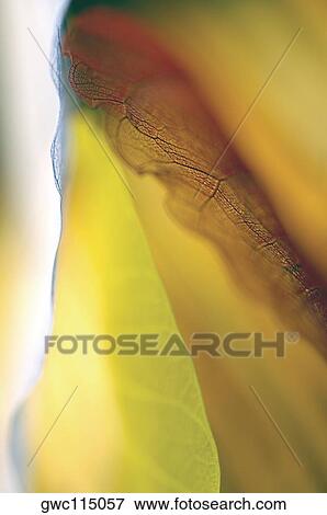Close-up of dried leaves View Large Photo Image Stock Photo - Close-up of dried leaves. Fotosearch