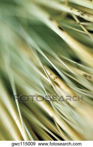 Close-up of dried weeds View Large Photo Image Stock Photo - Close-up of dried weeds. Fotosearch