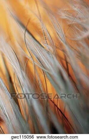 Close-up of dried weeds View Large Photo Image Stock Photograph - Close-up of dried weeds. Fotosearch
