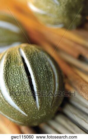 Close-up of dry fruits View Large Photo Image Stock Image - Close-up of dry fruits. Fotosearch