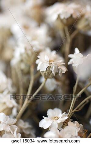 Picture - Close-up of white flowers. Fotosearch