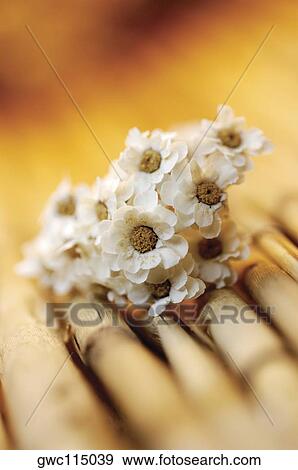 Close-up of white flowers View Large Photo Image Stock Photo - Close-up of white flowers. Fotosearch