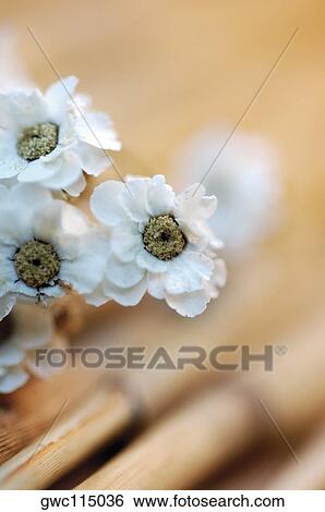 Close-up of white flowers View Large Photo Image Stock Photograph - Close-up of white flowers. Fotosearch