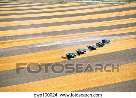 Aerial view of custom harvest combines harvesting wheat, five combines a role, WY View Large Photo Image Picture - Aerial view of custom harvest combines harvesting wheat, five combines a role, WY. Fotosearch