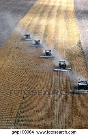 Aerial view of custom harvest combines harvesting wheat, five combines in a role. Wyoming View Large Photo Image Picture - Aerial view of custom harvest combines harvesting wheat, five combines in a role. Wyoming. Fotosearch