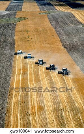 Aerial view of custom harvest combines harvesting wheat with five combines in a role View Large Photo Image Stock Image - Aerial view of custom harvest combines harvesting wheat with five combines in a role. Fotosearch