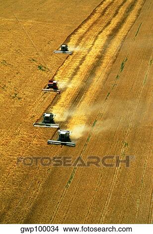 Picture - Aerial view of wheat harvest with four combines in a role, Burlington, CO. Fotosearch