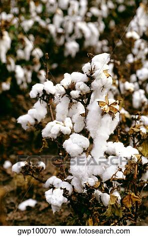 Stock Image - Close shot of Field of cotton ready for harvest in Texas. Fotosearch