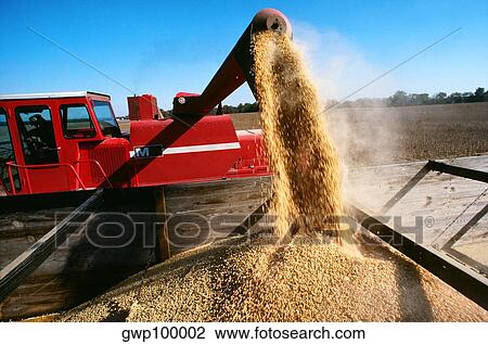 Close-up of a combine loading soy beans into the truck, Midwest, USA View Large Photo Image Stock Image - Close-up of a combine loading soy beans into the truck, Midwest, USA. Fotosearch