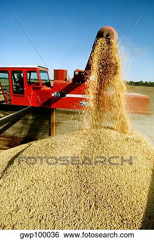 Close-up of combine loading soy beans into the truck, Midwest, USA View Large Photo Image Stock Photograph - Close-up of combine loading soy beans into the truck, Midwest, USA. Fotosearch