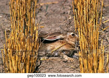 Close up of Jack rabbit in wheat field View Large Photo Image Stock Image - Close up of Jack rabbit in wheat field. Fotosearch