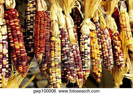 Closeup of colorful Indian corn in shop in Cherokee, North Carolina View Large Photo Image Stock Photograph - Closeup of colorful Indian corn in shop in Cherokee, North Carolina. Fotosearch