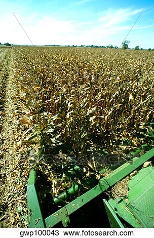 Closeup of Combine cutting corn on Henry farm in Clinton county, OH View Large Photo Image Stock Image - Closeup of Combine cutting corn on Henry farm in Clinton county, OH. Fotosearch