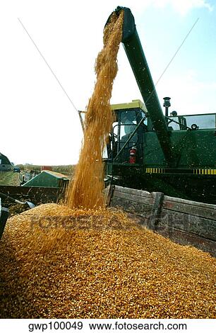 Closeup of combine uploading corn into wagon in Clinton County, OH View Large Photo Image Stock Photo - Closeup of combine uploading corn into wagon in Clinton County, OH. Fotosearch