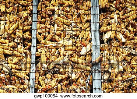 Closeup of corn in crib in Clinton County, OH View Large Photo Image Picture - Closeup of corn in crib in Clinton County, OH. Fotosearch