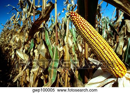 Closeup of Ear of corn in field ready for harvest with blue sky in the background, OH View Large Photo Image Stock Photography - Closeup of Ear of corn in field ready for harvest with blue sky in the background, OH. Fotosearch