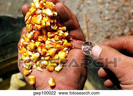 Stock Image - Closeup of handful corn and another hand holding penny, worth about penny in OH. Fotosearch