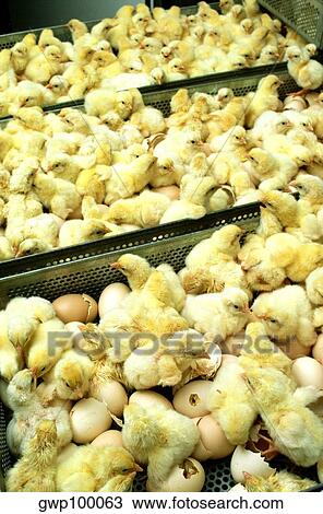 Closeup of just hatched chicks in hatchery at Halifax, N Carolina View Large Photo Image Stock Image - Closeup of just hatched chicks in hatchery at Halifax, N Carolina. Fotosearch