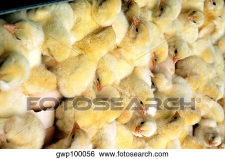 Closeup of just hatched chicks in hatchery at Halifax, North Carolina View Large Photo Image Stock Photograph - Closeup of just hatched chicks in hatchery at Halifax, North Carolina. Fotosearch