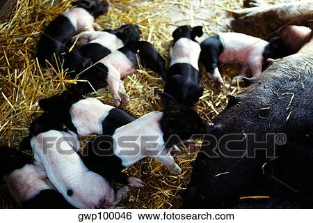 Closeup of sow and baby pigs on Henry Wilmington, Ohio View Large Photo Image Stock Photograph - Closeup of sow and baby pigs on Henry Wilmington, Ohio. Fotosearch