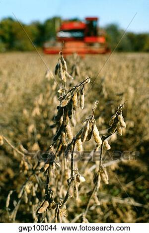 Picture - Closeup of soy bean plant and combine harvesting in the background, in Midwest. Fotosearch