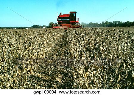 combine harvesting soy beans in MD View Large Photo Image Picture - combine harvesting soy beans in MD. Fotosearch