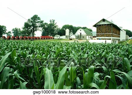 Stock Photo - Corn fields and farm buildings of Niel Henry, Clinton city, OH. Fotosearch