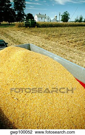 Stock Image - Corn in wagon as combine moves thru field with white house in the background, Clinton county, OH. Fotosearch