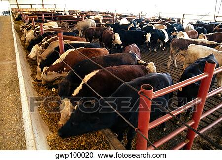 Cow feedlot, OH View Large Photo Image Stock Image - Cow feedlot, OH. Fotosearch