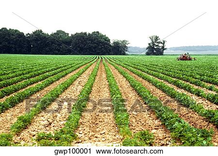 Cultivating soy bean field near Wilmington, OH View Large Photo Image Stock Image - Cultivating soy bean field near Wilmington, OH. Fotosearch