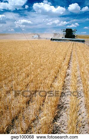 Custom harvest combines harvest wheat with clear blue sky in the background near Cheyenne, WY View Large Photo Image Stock Photo - Custom harvest combines harvest wheat with clear blue sky in the background near Cheyenne, WY. Fotosearch
