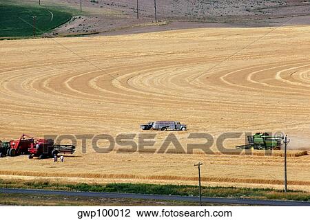 Custom harvest crew with combines in wheat field, Cheyenne, WY View Large Photo Image Stock Image - Custom harvest crew with combines in wheat field, Cheyenne, WY. Fotosearch