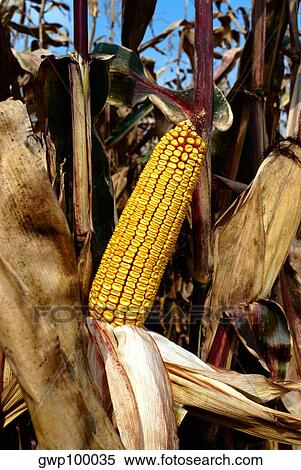Ear of corn in field ready for harvest, blue sky in the background, OH View Large Photo Image Stock Photography - Ear of corn in field ready for harvest, blue sky in the background, OH. Fotosearch