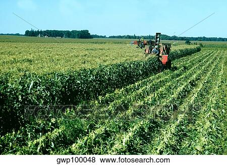 Farmers Picking sweet corn in the field, Minnesota View Large Photo Image Stock Photo - Farmers Picking sweet corn in the field, Minnesota. Fotosearch