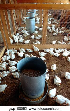 Feading chicks on research farm near Salisbury, MD View Large Photo Image Stock Image - Feading chicks on research farm near Salisbury, MD. Fotosearch
