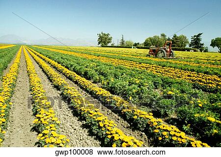 Field of yellow flowers grown for commercial use & clear blue sky in the background, California View Large Photo Image Stock Photo - Field of yellow flowers grown for commercial use & clear blue sky in the background, California. Fotosearch