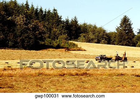 Stock Image - Hayfield with woods in the background, NW Oregon. Fotosearch