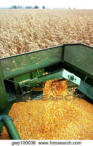 Stock Photo - Hopper fills with corn as combine moves thru field, Clinton county, OH. Fotosearch