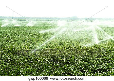 Stock Photograph - Irrigation of cotton. Fotosearch