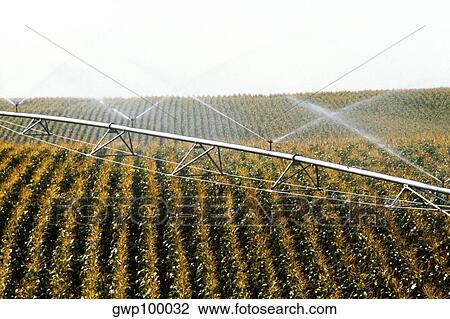 Irrigation system for corn field View Large Photo Image Stock Image - Irrigation system for corn field. Fotosearch